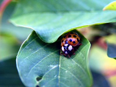 Ladybug on leaf