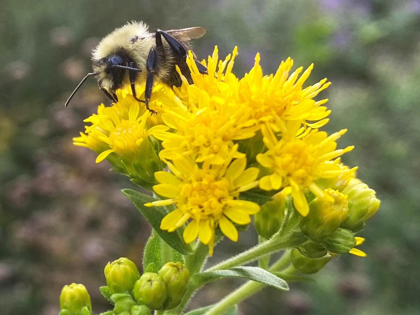bee on flower