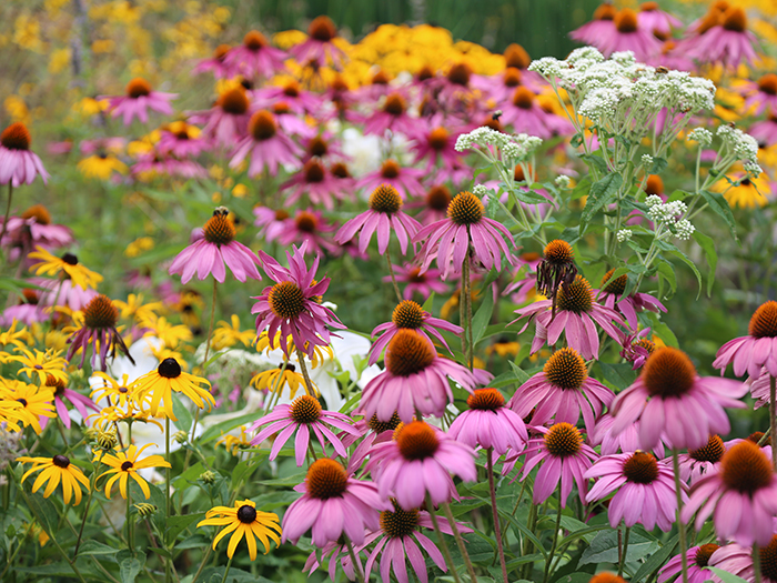 native flowers