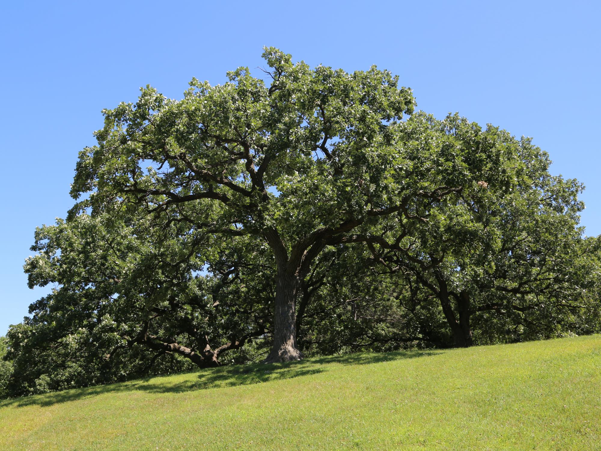 tree on hill